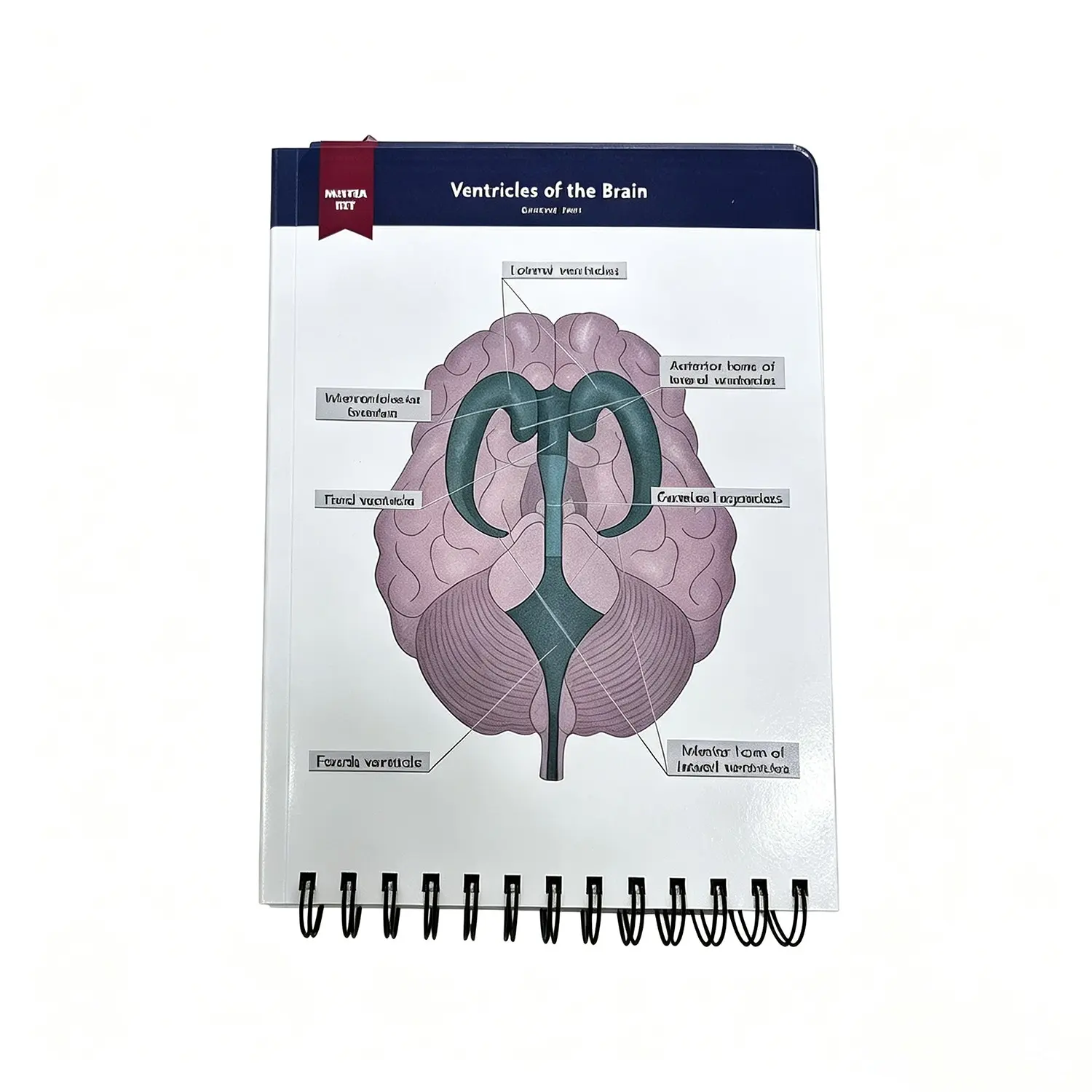 Anatomical Structure Labeling Exercise Book over 100 Full-Color Dry Erase Pages, Learning Human Anatomy Terms and Illustrations