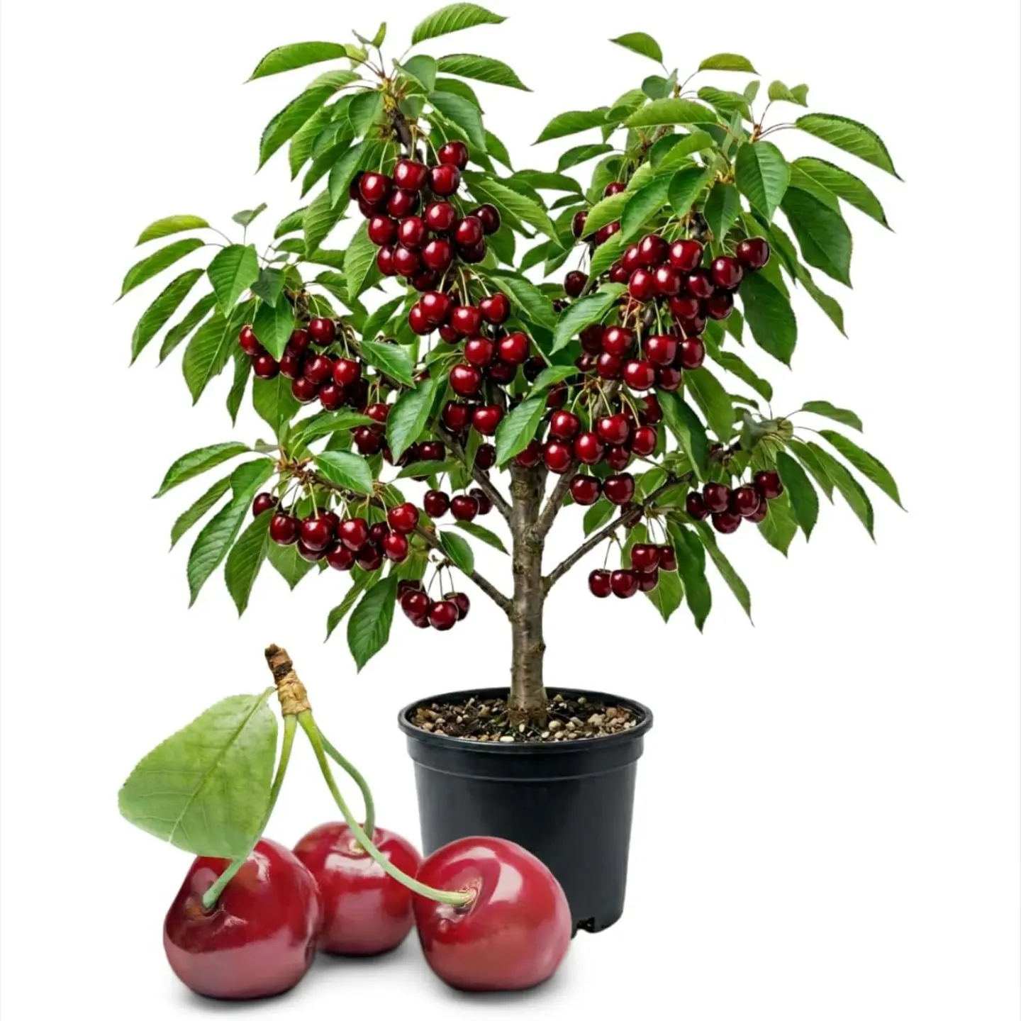 2026 Cold Hardy Purplish-Black Sweet Cherry Tree - 1.3-1.6 FT Bare Root Live Plant, Self-Pollinating, Low Maintenance, Fast-Growing for Home Gardeners, Ideal for Full Sun Outdoor Home Garden, Fresh Eating, Making Jams and Preserves