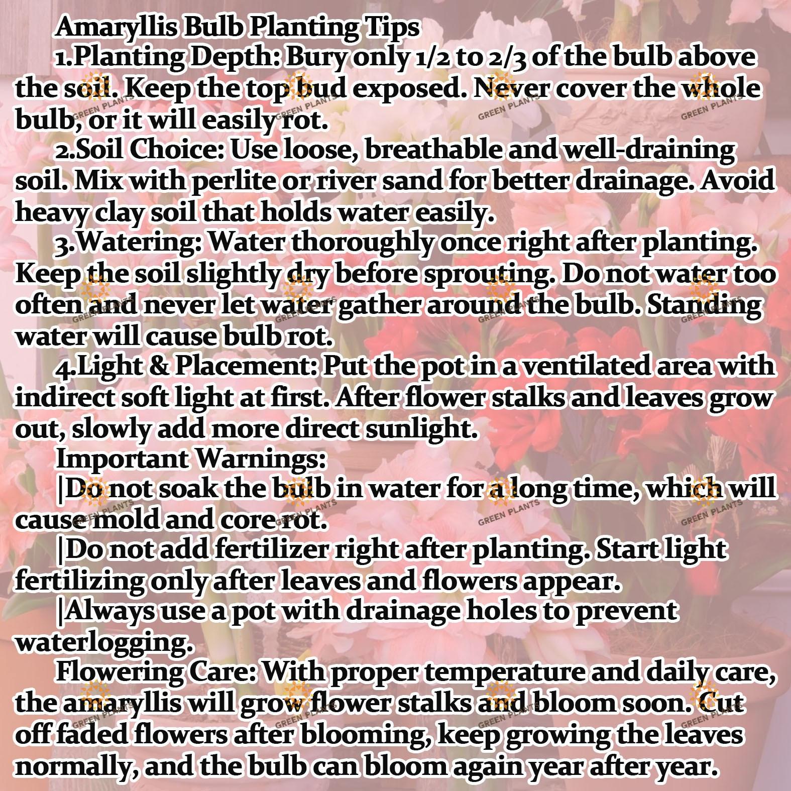 Hyacinth bulb, with excellent quality, easy to plant, high survival rate, long flowering period, and multiple years of blooming, is an ideal choice for garden decoration. It is suitable for indoor and outdoor potted plants, family balconies, and garden gr