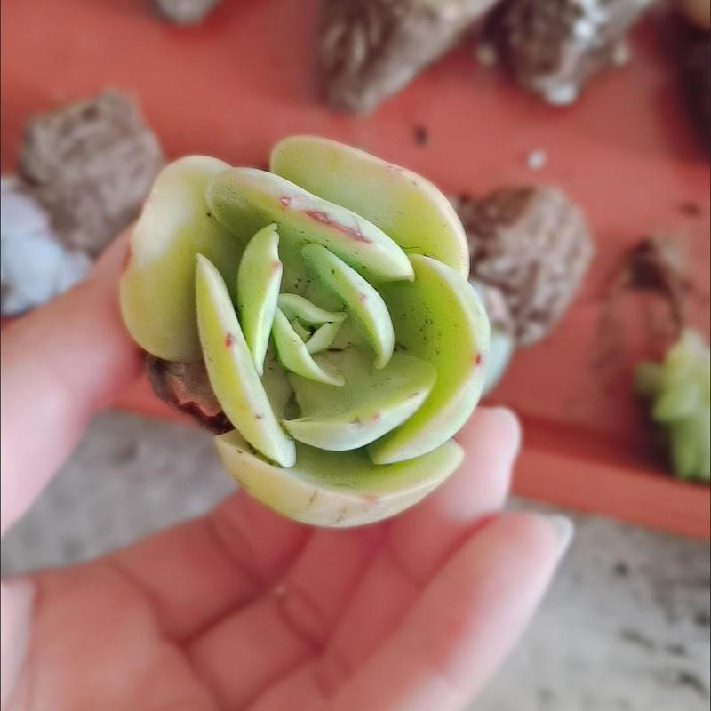 Succulent plant Sedum 15 pot set, dry and easy to raise, indoor desktop mini potted plant, bare root novice friendly