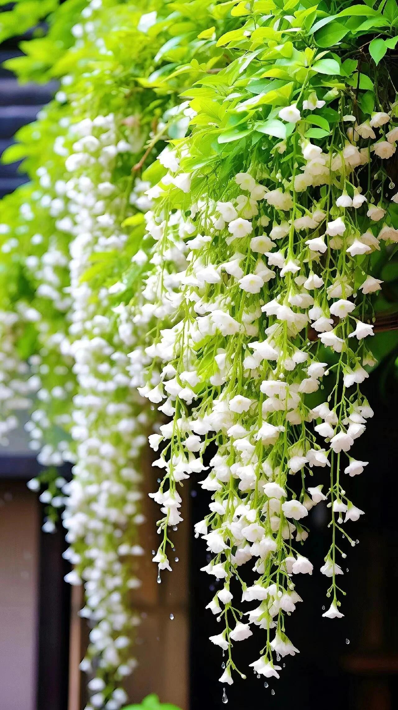 BUY 2 GET 1 FREETrailing Jasmine Seeds Bridal Veil High Germination Rate Nodding Clerodendron Easy to Grow Long Lasting Aroma for Home Garden Fragrant Blooms Rare Cascading Jasmine Perfect for Balconies & Indoor Pots