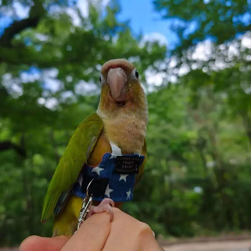 Bird Flight Vest, Parrot Flight Suit with Harness, Bird Flight Suit with Rope And Handle, for Outdoor Activities (With Harness, Green-Cheeked Conure)