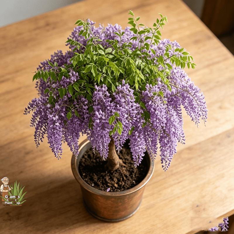 Potted-friendly wisteria seedlings, suitable for beginners to be easy to cultivate, resistant to semi-shade and elegant blooming, specially designed for balcony flower pots and leisure garden decoration