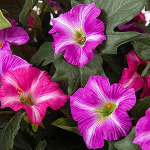 2 Bundles Artificial Fake Flowers Plants for Outdoor Decoration, Faux Petunias Silk Flower UV Resistant No Fade for Home Outside Garden Balcony Yard Porch Realistic Indoor Decor