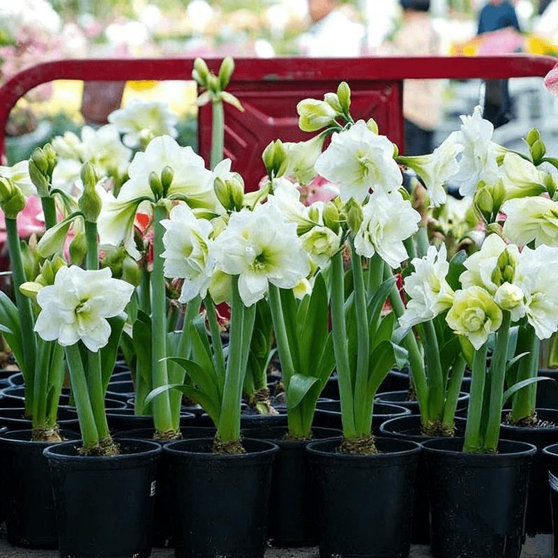 Hyacinth bulbs, multi-color mix and match, rich colors, high-value home gardening, gorgeous flowers, suitable for potted plants