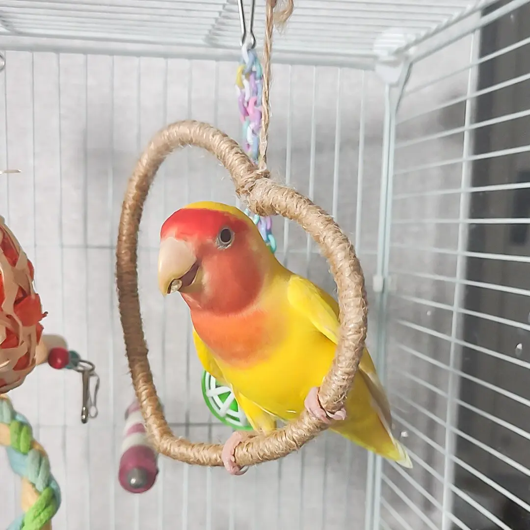 Bird Swing Heart Rope, Bird Perch Wood, Parrot Swing Toy, Bird Tree, Cage Toy, Training Rack, Stand, Pet Accessories