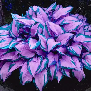 300 high-quality hosta seeds  . guaranteed viable with no bad seeds. A perennial shade plant, perfect for gardens and yards. Made in the USA |   Non-GMO |