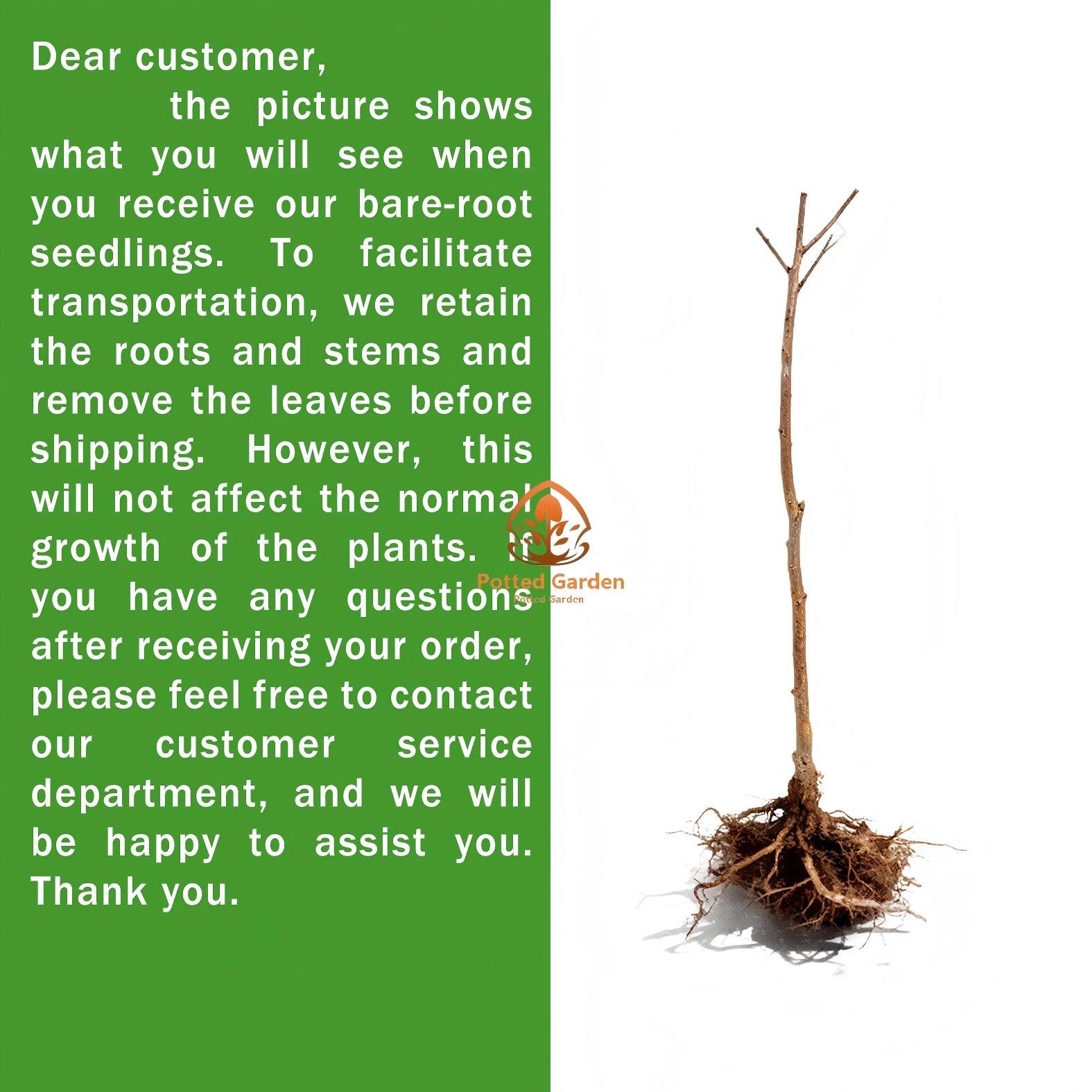 Fig tree seedlings, easy to pick, low cost, sweet fruit, first choice for beginners when on the ground or in pots