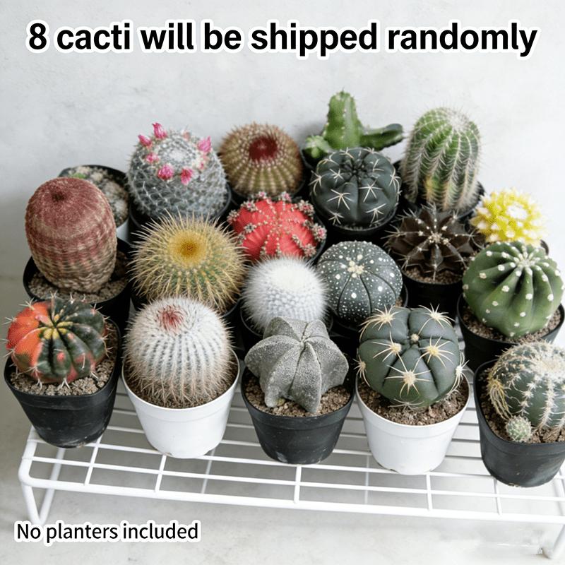 8-Piece cactus ball set, random delivery, a variety of cacti, compact space-saving, office desktop creative potted plants, fresh delivery