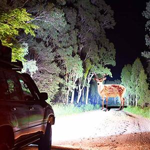 Nilight 2003 2004 2005 2006 Chevy Silverado Avalanche 1500 1500HD 2500 2500HD 3500 Headlight Assembly Chrome Case Reflector Clear Lens Nilight 2003 2004 2005 2006 Chevy Silverado Avalanche 1500 1500HD 2500 2500HD 3500 Headlight Assembly Chrome Case Reflector Clear Lens