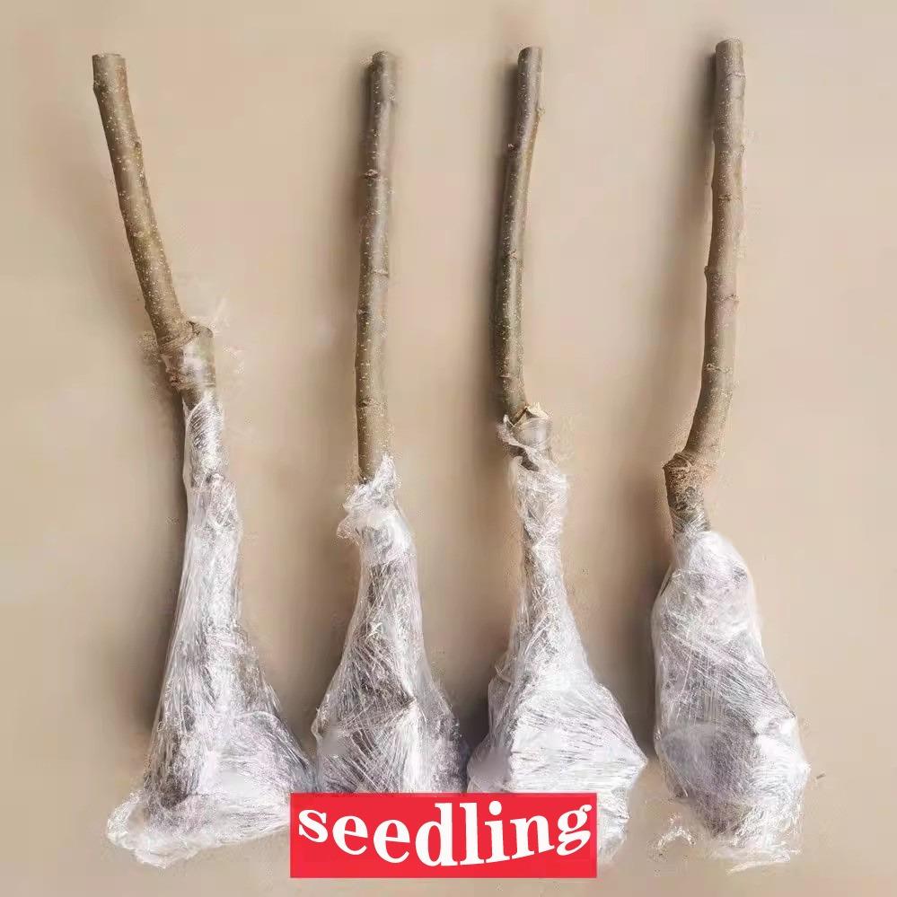 Semi-dwarf Honey Crispy Apple Tree Seedlings - Easy-to-grow fruit trees with high survival rates, ideal for home gardens and yards, hard, cold-resistant and fast-growing, suitable for beginners and home backyards