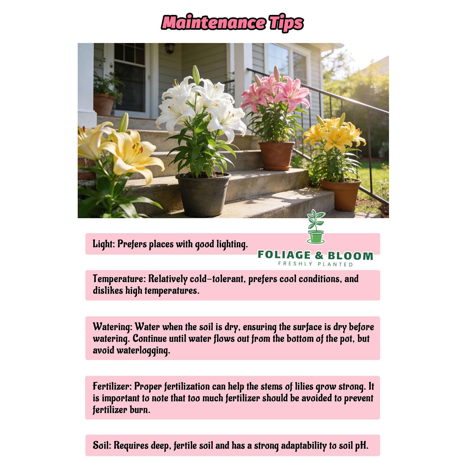 High-quality perfume lily flower bulbs, big fragrant flowers, shipped with buds, flowering all year round, suitable for indoor and outdoor potted plants, cold-resistant and easy to grow