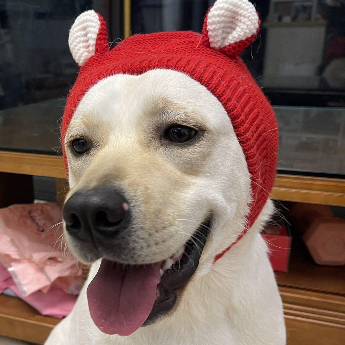 Pet hat winter medium and large dog Labrador golden retriever funny hood warm cute puppy hat cartoon