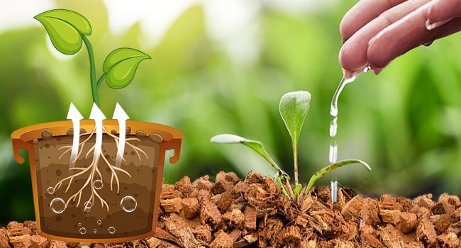 2 Pack Coco Chips Substrate for Plants- 2.2lb 100% Organic Husk Brick with Low EC and pH Balanced, High Expansion Substrate Coco Husk Mulch for Flowers, Herbs, Planting