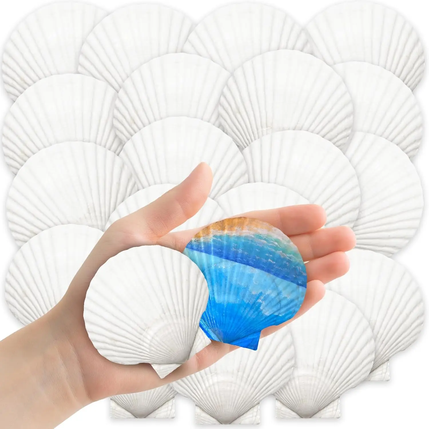 32 count   Shells,2''-3'' White Seashells Bulk for Crafts DIY Painting Baking and  Summer Beach Wedding  Decorations