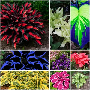 300 high-quality hosta seeds  . guaranteed viable with no bad seeds. A perennial shade plant, perfect for gardens and yards. Made in the USA |   Non-GMO |