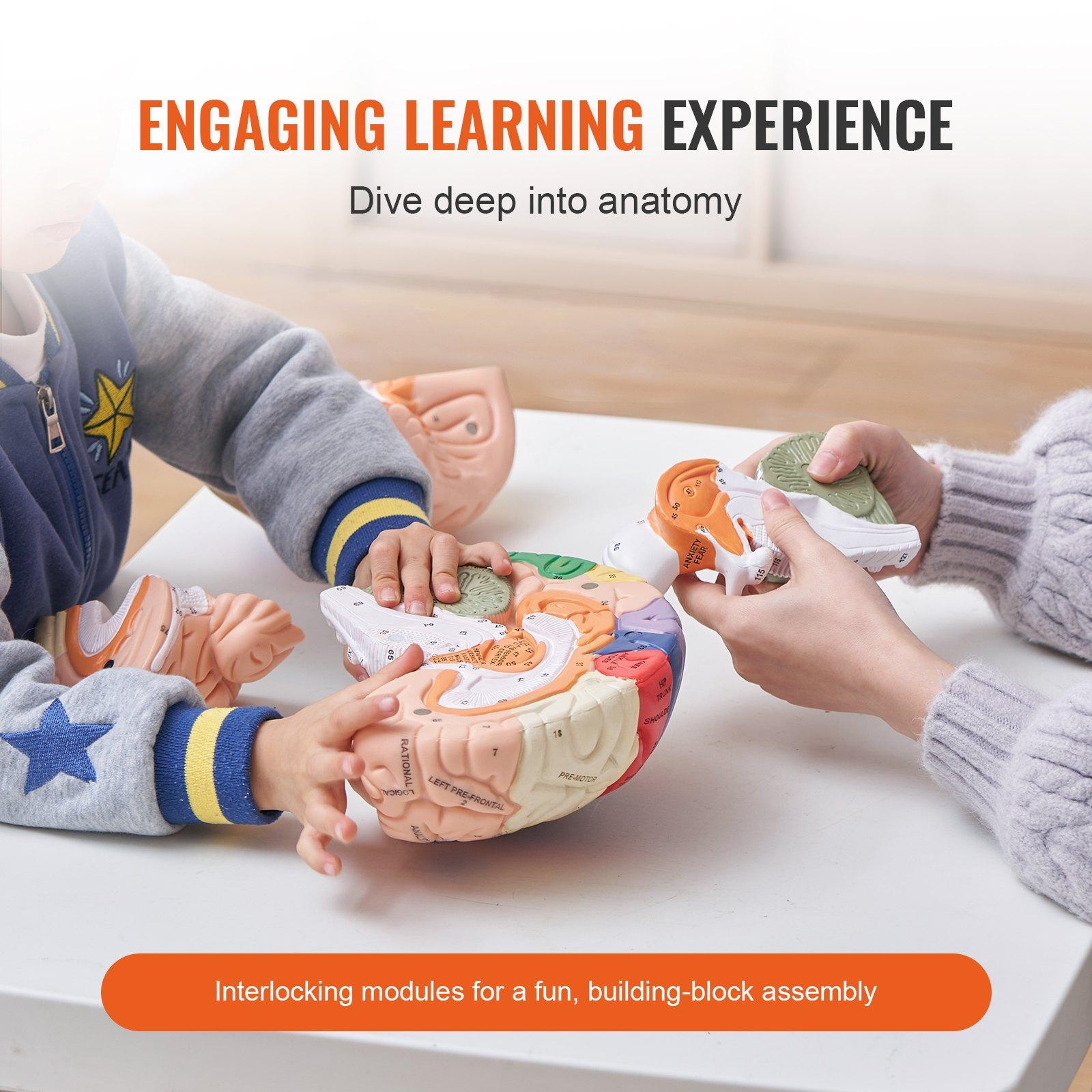 VEVOR Human Brain Model Anatomy, 2X Life-Size 4-Part Human Brain Anatomical Model with Labels & Display Base, Color-Coded Detachable Brain Model for Science Research Teaching Learning Study Display