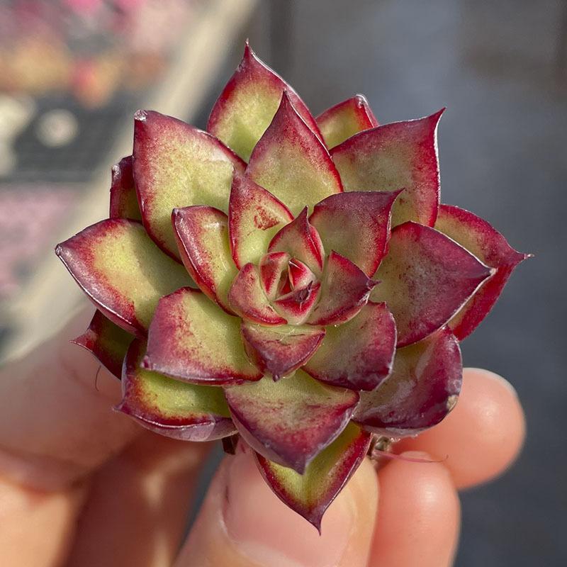 12/15/24/30 pcs succulent packaging mixed with different types of plants for garden decoration