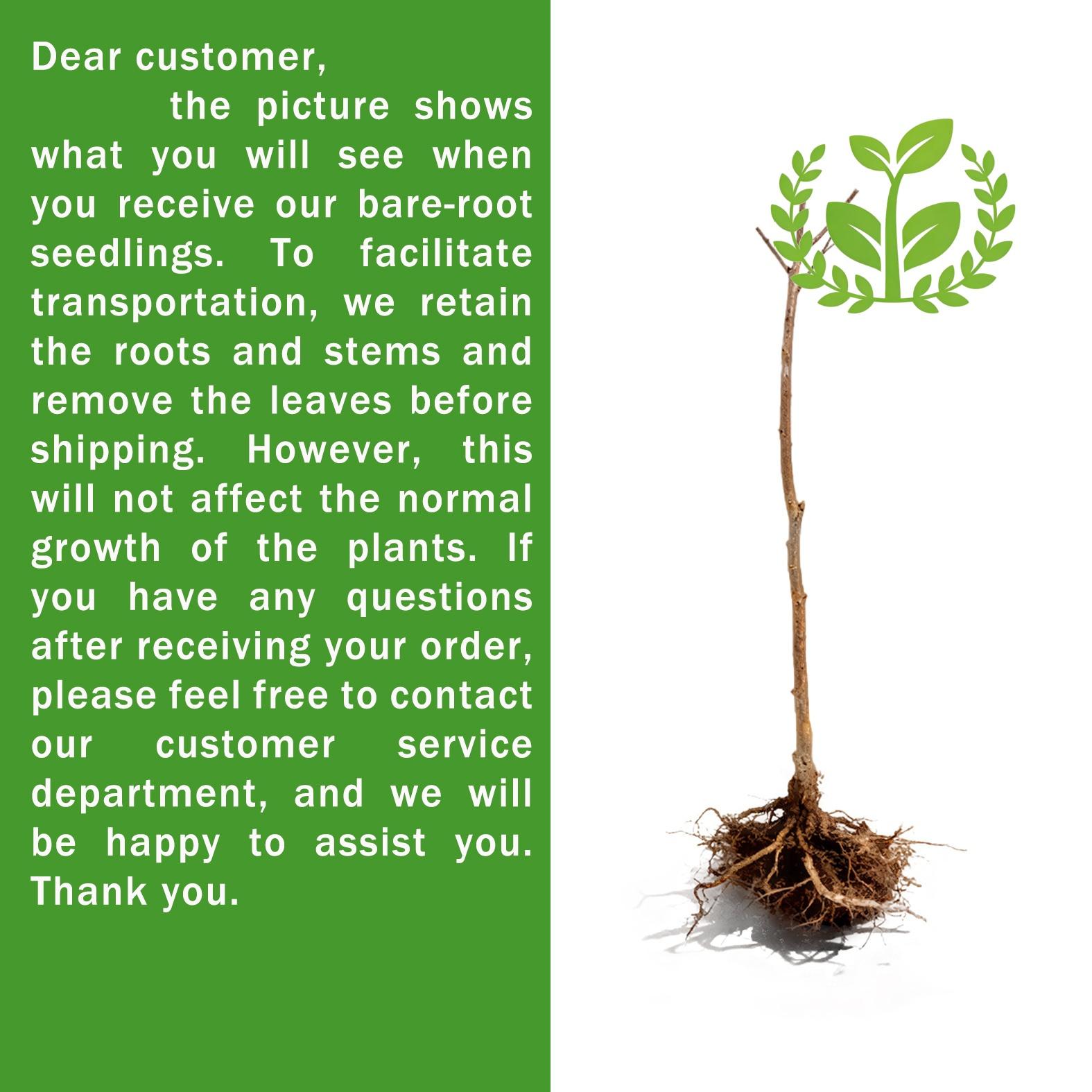 Peach tree seedlings for beginners