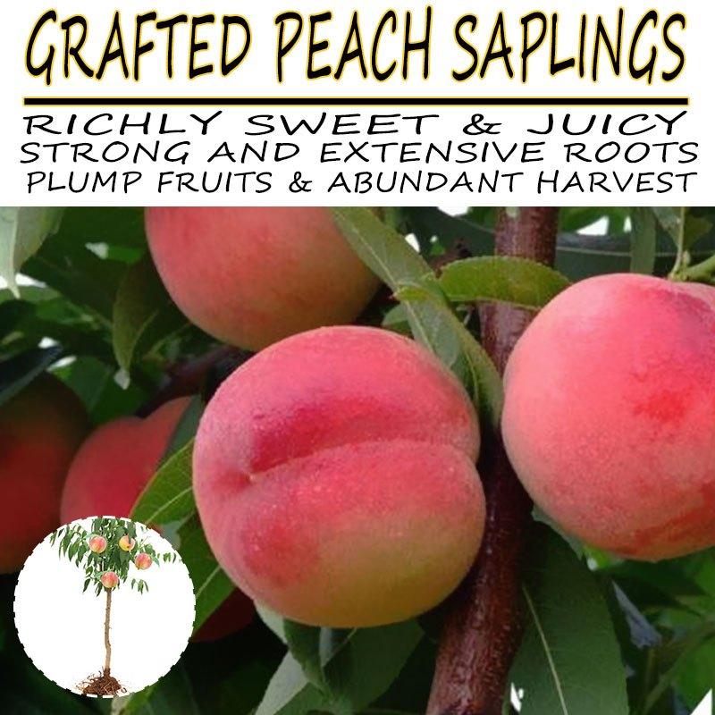 Grafted Peach Saplings - Richly Sweet & Juicy with Strong Roots for Potted Plants - Easy Maintenance and Abundant Harvest