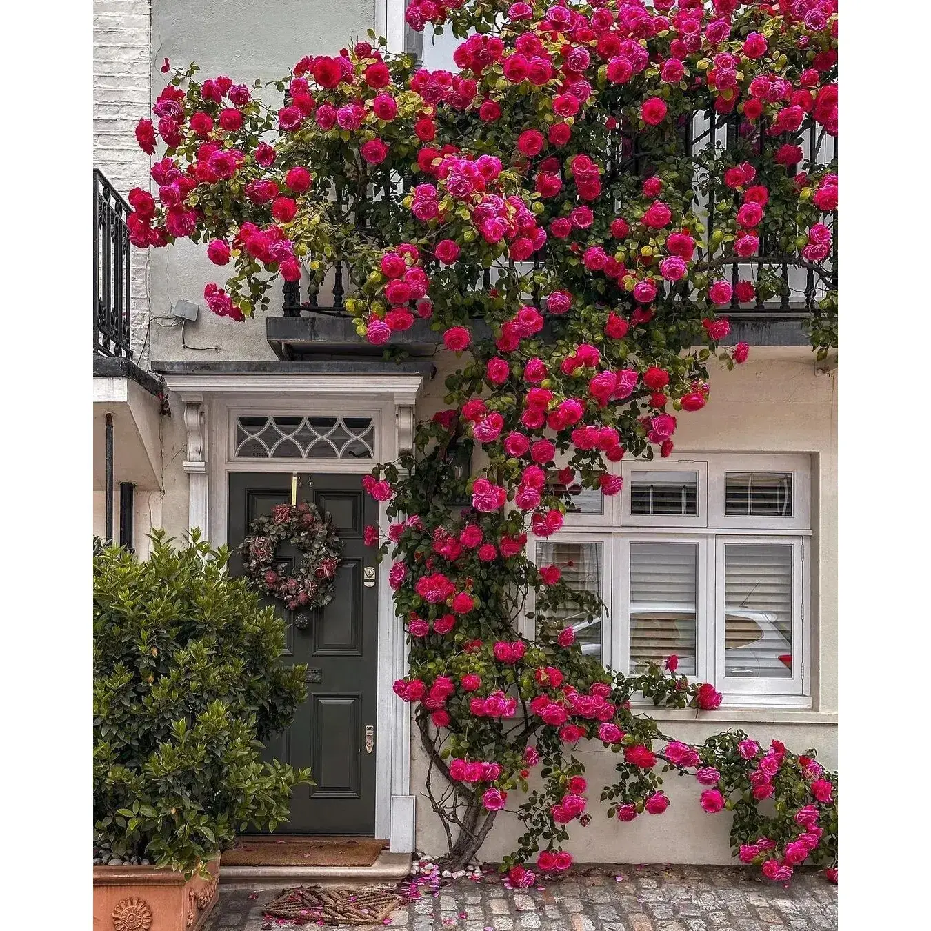 300+ Mixed Climbing Rose Seeds - Non-GMO Colorful Rose Vines for Fences, Trellises, Arbors, and Vertical Garden Walls