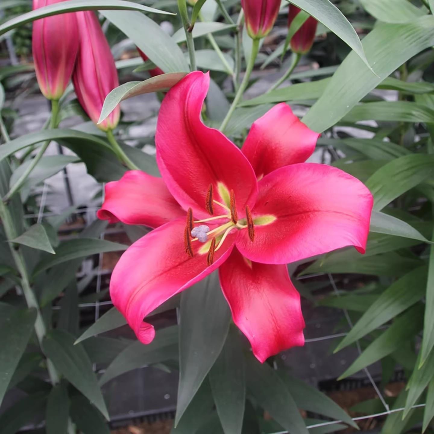 Lily Seed Balls - Potted Plants, Bright Red Flowers, Perfect for Garden Decor, Balcony Tabletop Flowers