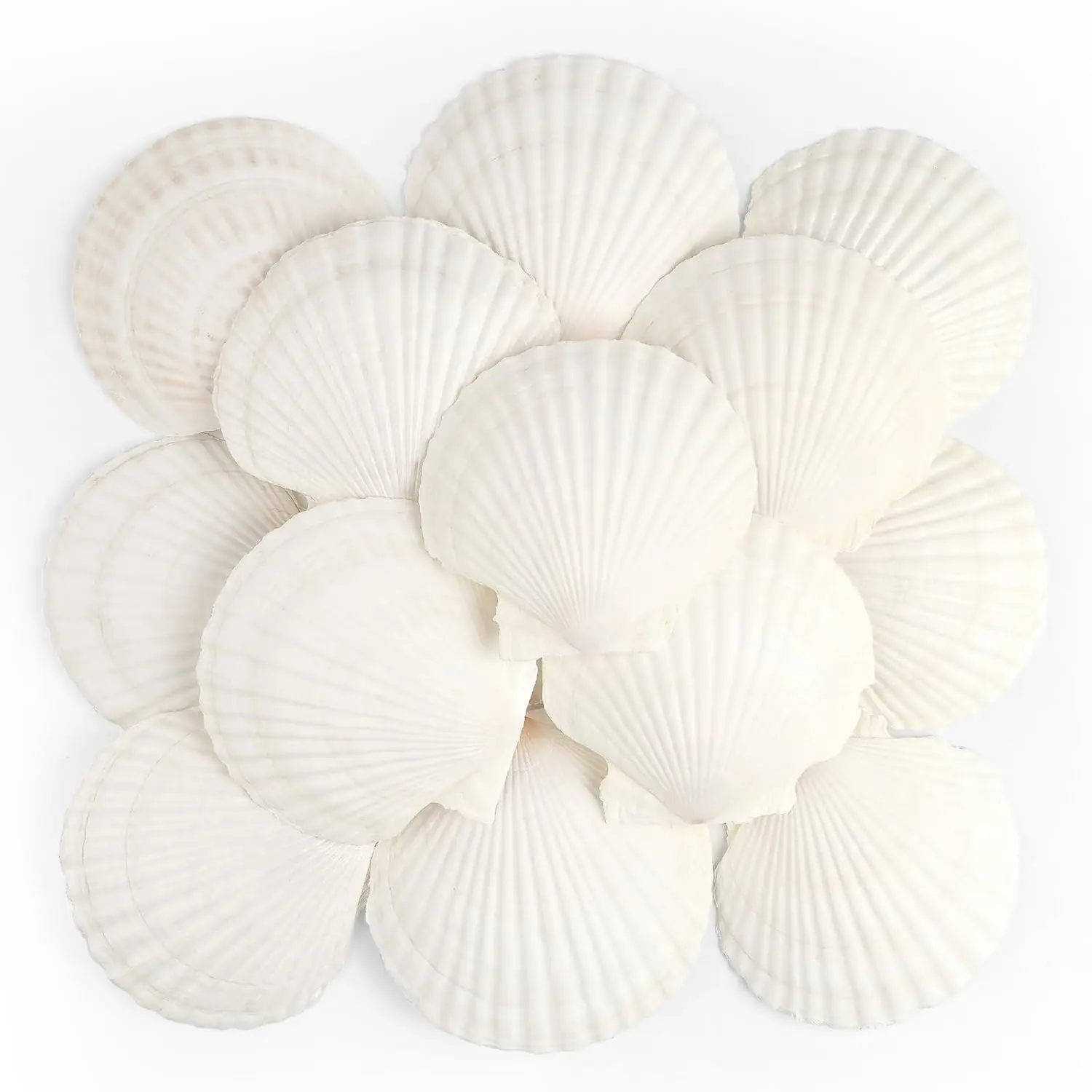 16 PS Sallop Shells  Seashell, 4" to 5" White Sallop Shells Large Seashells for rafts Wedding Deor Beah Theme Party, Fish  and Vase Filler