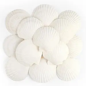 16 PS Sallop Shells  Seashell, 4" to 5" White Sallop Shells Large Seashells for rafts Wedding Deor Beah Theme Party, Fish  and Vase Filler