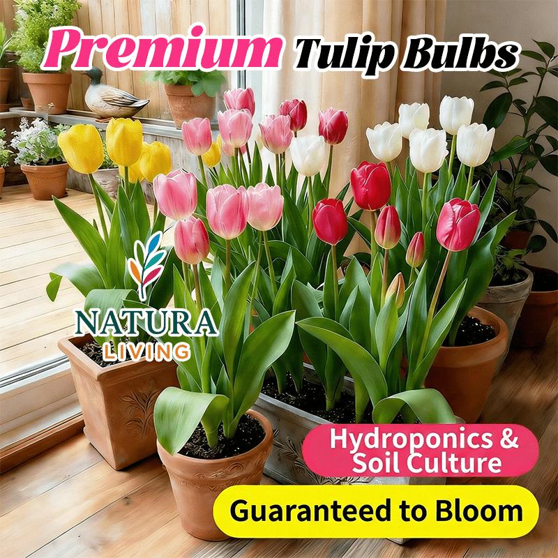 Premium Tulip Stems, Mixed Colors - Hydroponic and Soil Cultivation Compatible - Easy to Grow Perennial Flowers for Indoor Potting, Balcony and Outdoor Garden Decoration - Spring Gifts