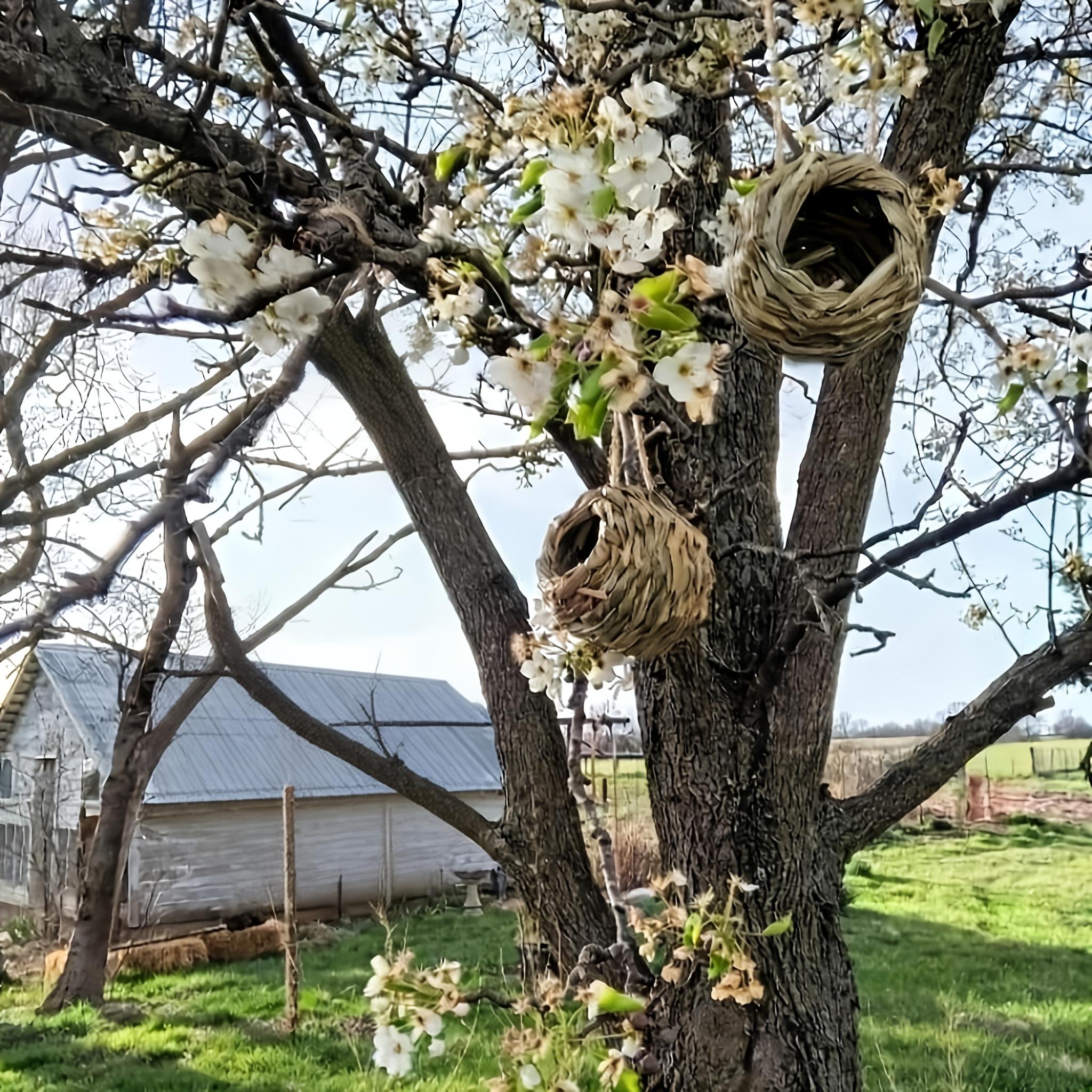 2pcs Handwoven Hummingbird Nest House- Outdoor Gardens And Patios, Spherical Design, Comfortable Nesting