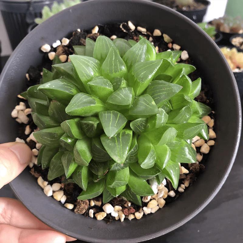 Delicate Howarth Leaf Cactus, South African Potted Live Plants, Unique Window Leaves, Ideal Gift for Novices and Collectors