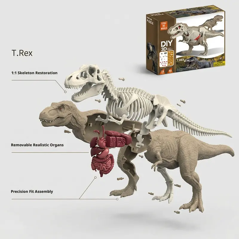 new arrival creative diy assembly dinosaur skeleton model 3d dissection animal internal organs teaching tool for stem learning