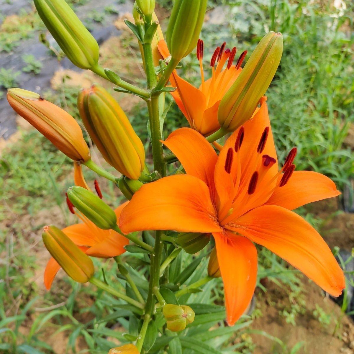 Orange lily bulbs, flowering year after year, suitable for home gardens