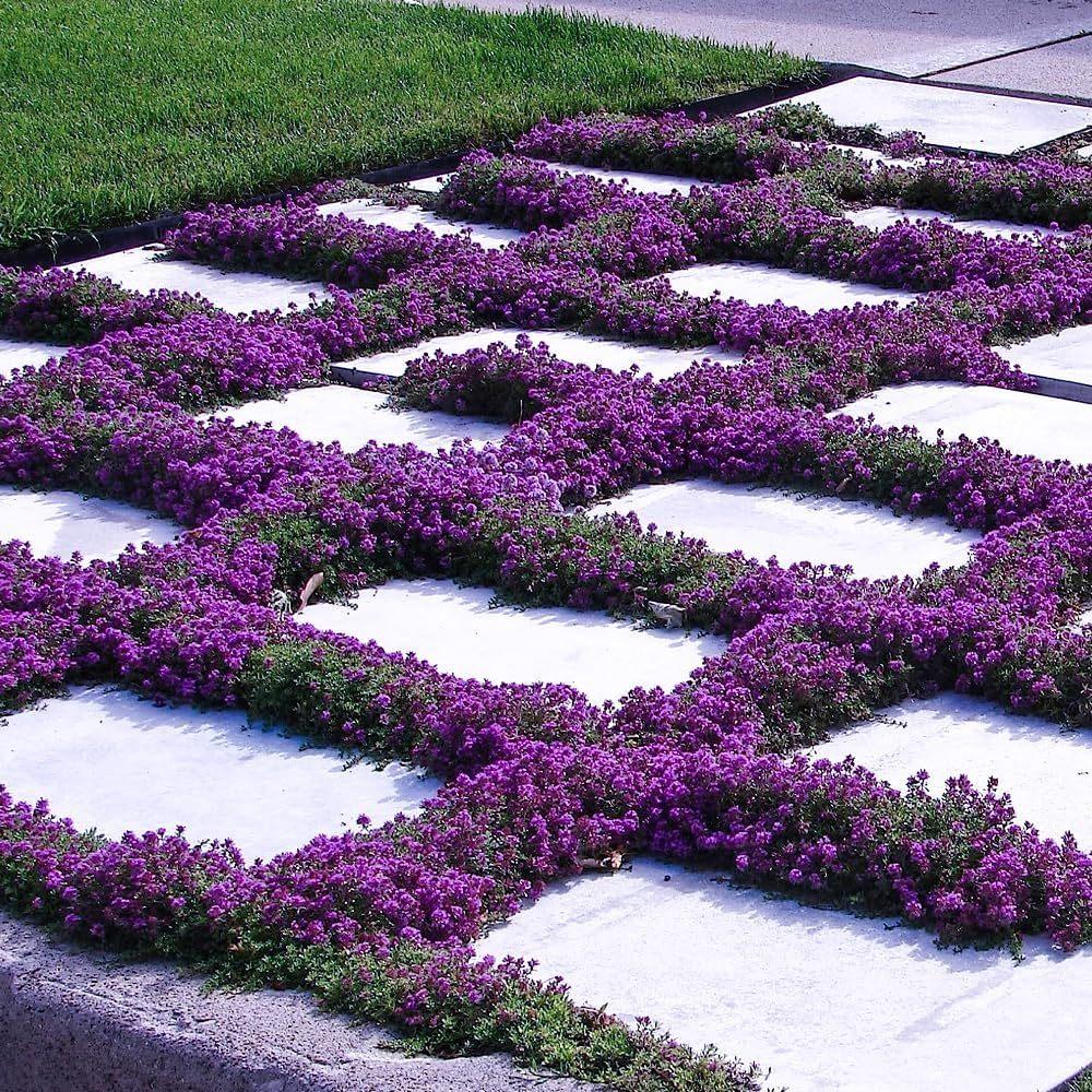 200 purple creeping thyme seeds for planting perennial groundcovers, traditional flowers, non-GMO, rock rose seeds