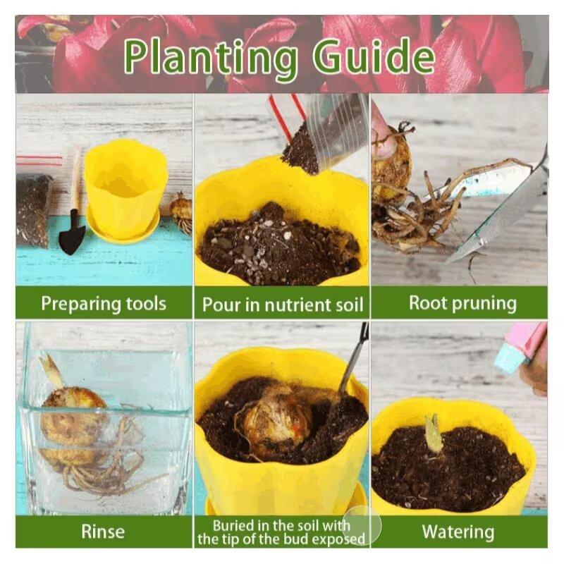 Lily Seed Balls - Potted Plants, Bright Red Flowers, Perfect for Garden Decor, Balcony Tabletop Flowers