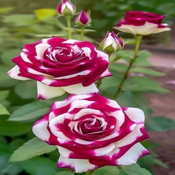 Mix Rose Seeds - 200+ Flower Rose Seeds for Planting Outdoors, Mix Colorful Flower Rose Plant Seeds Garden great gardening gift
