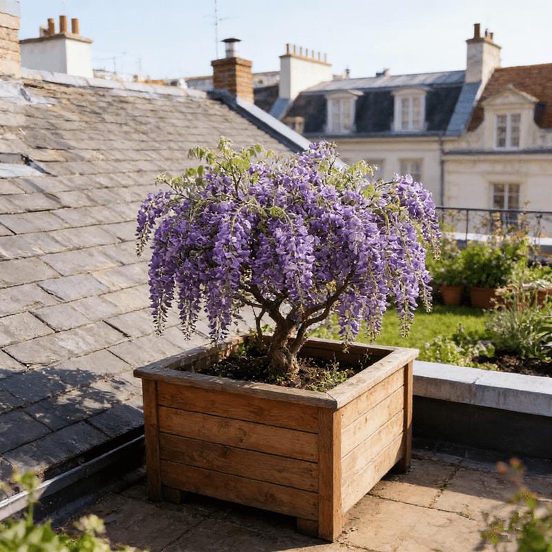 Wisteria seedlings, climbing Wisteria, suitable for gardens, easy to climb, garden flower wall scene, blooming green plants