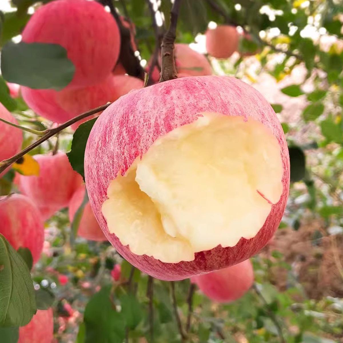 Semi-dwarf Honey Crispy Apple Tree Seedlings - Easy-to-grow fruit trees with high survival rates, ideal for home gardens and yards, hard, cold-resistant and fast-growing, suitable for beginners and home backyards