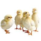 Brooder Plate For Chicks, Adjustable Height & Angle Chick Heat Plate For 30 Chicks, Chick Brooder Heating Plate With Remote Control, Chicken Coop Heater