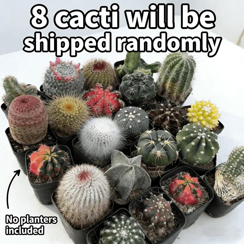 8-Piece cactus ball set, random delivery, a variety of cacti, compact space-saving, office desktop creative potted plants, fresh delivery