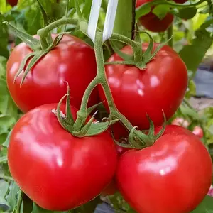 Pink Brandywine Tomato Seeds for Planting – Heirloom, Large & Juicy – One of the Most Delicious Tomatoes for Home Growing – Vegetable Seeds for Planting - Grown in the USA