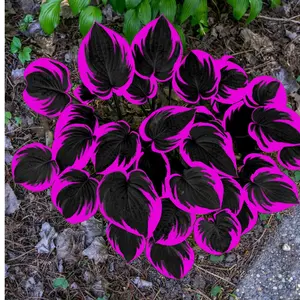 300 high-quality hosta seeds  . guaranteed viable with no bad seeds. A perennial shade plant, perfect for gardens and yards. Made in the USA |   Non-GMO |