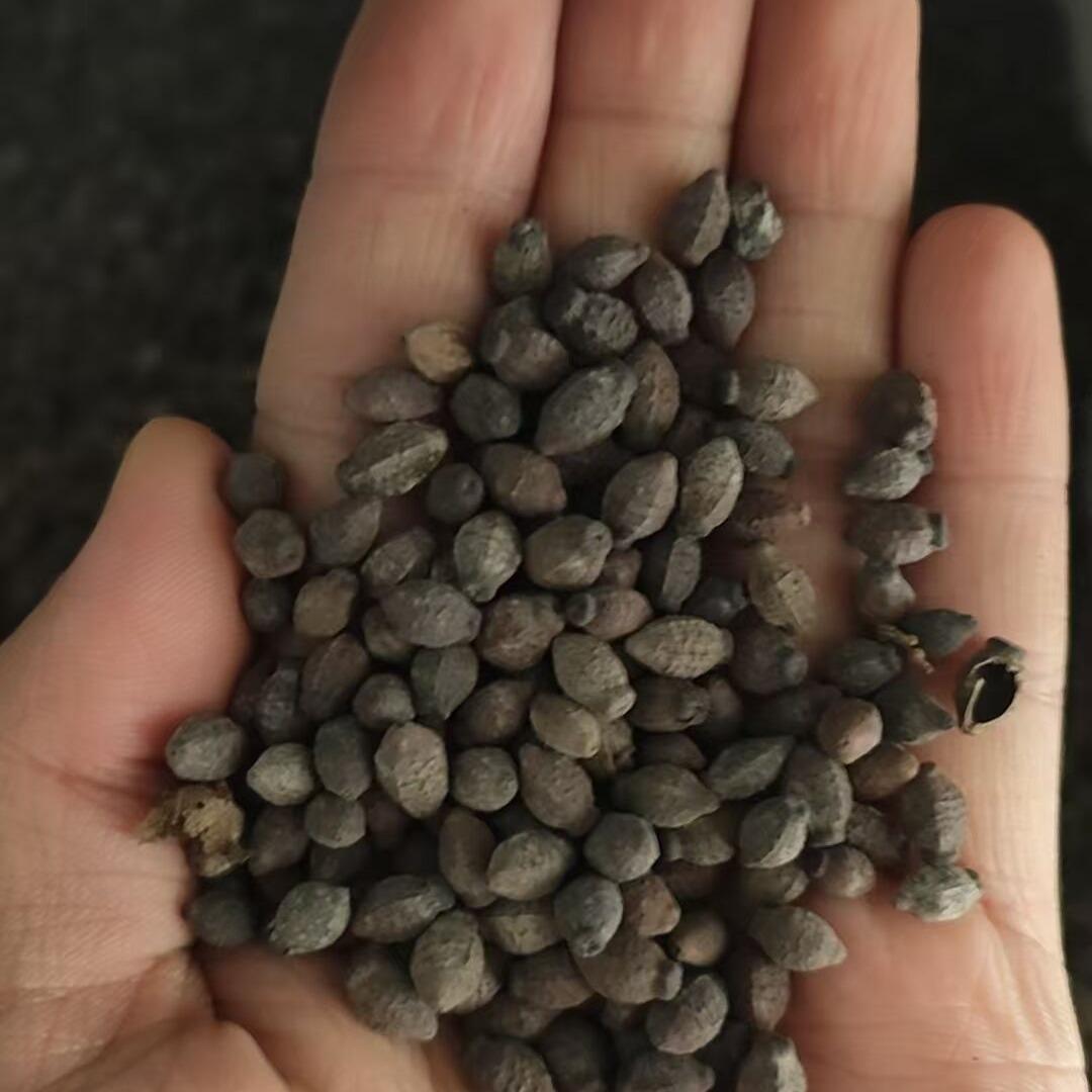 150 PCS Jasmine Seeds Bridal Veil High Germination Rate Nodding Clerodendron Easy to Grow Long Lasting Aroma for Home Garden Fragrant Blooms Rare Cascading Jasmine Perfect for Balconies & Indoor Pots