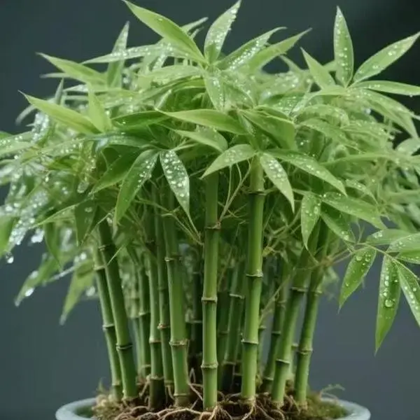 200 Pcs Live Cypress Houseplant Seeds - Low-Light Indoor Room Decor Home Decor Items, All-Seasons Feng Shui Garden Supplies (Includes Bamboo Plant)