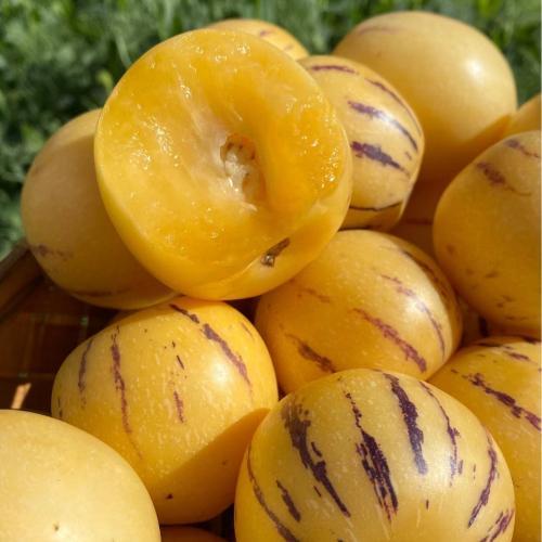 Pepino Melon Seeds for Planting,Sweet Pepino Seeds Non-GMO,Exotic Fruit Seed Heirloom for Outdoor Home Garden