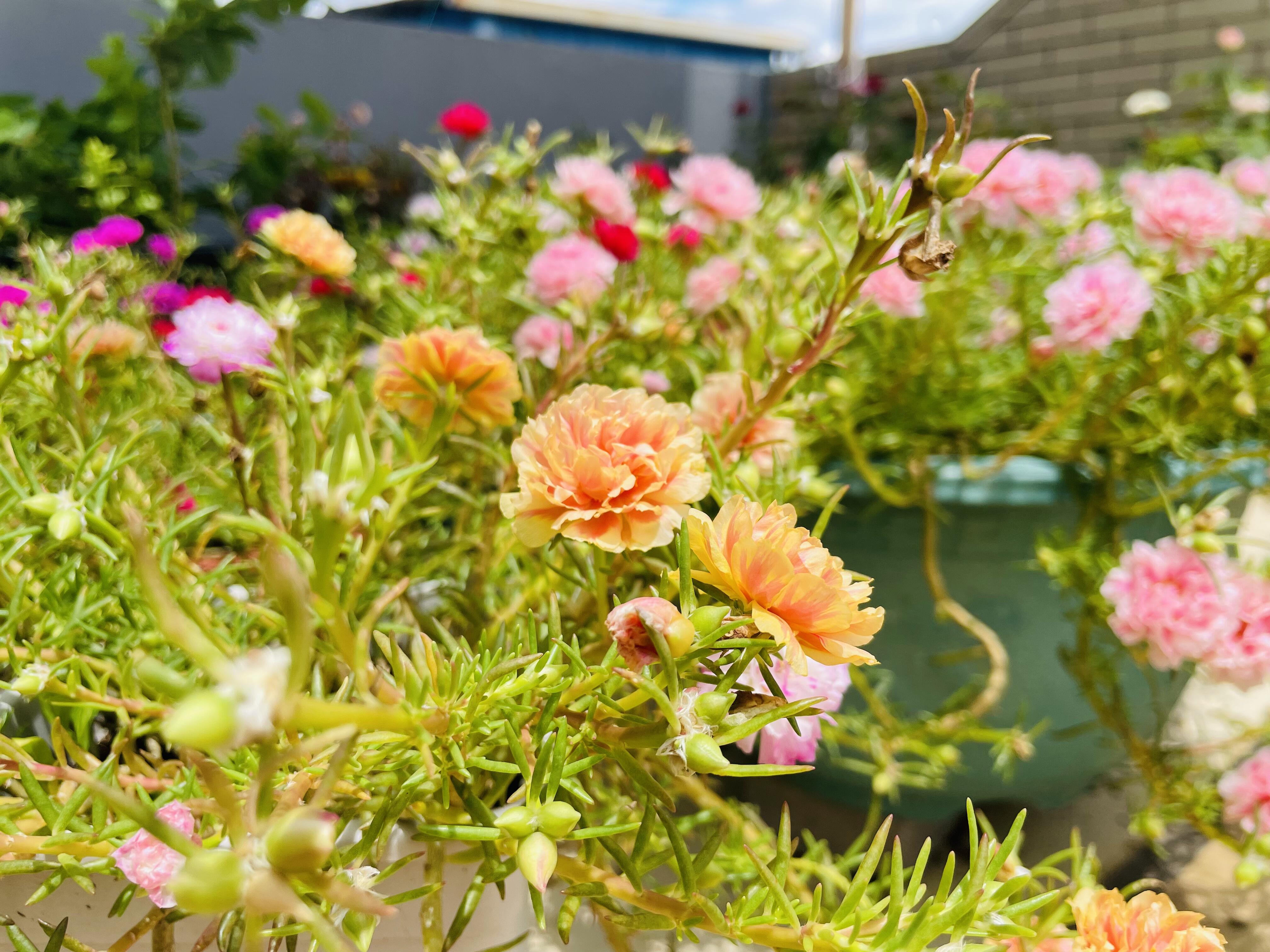 Moss Rose Seeds 10000 Bulk Annual Perennial Flower Seeds for Planting Outdoors Non GMO Mixed Colors Large Blooms Attract Pollinators Easy to Grow All Seasons