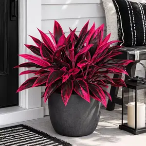 50cm Realistic Artificial Dragon Blood Tree, Dense Faux Leaf Bush, No Watering Fake Potted Plant, Ideal for Home Decor, Living Room, Porch, Patio, Garden