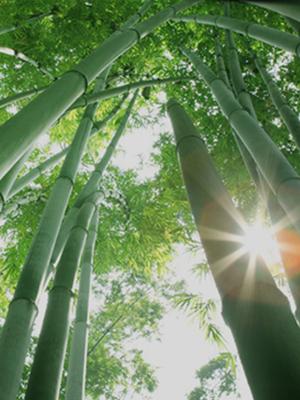 9.5 In X 5 Pairs Reusable Chopsticks with Simple and Minimalistic Design, More Size Choices: 7 In/9.5 In/12 In