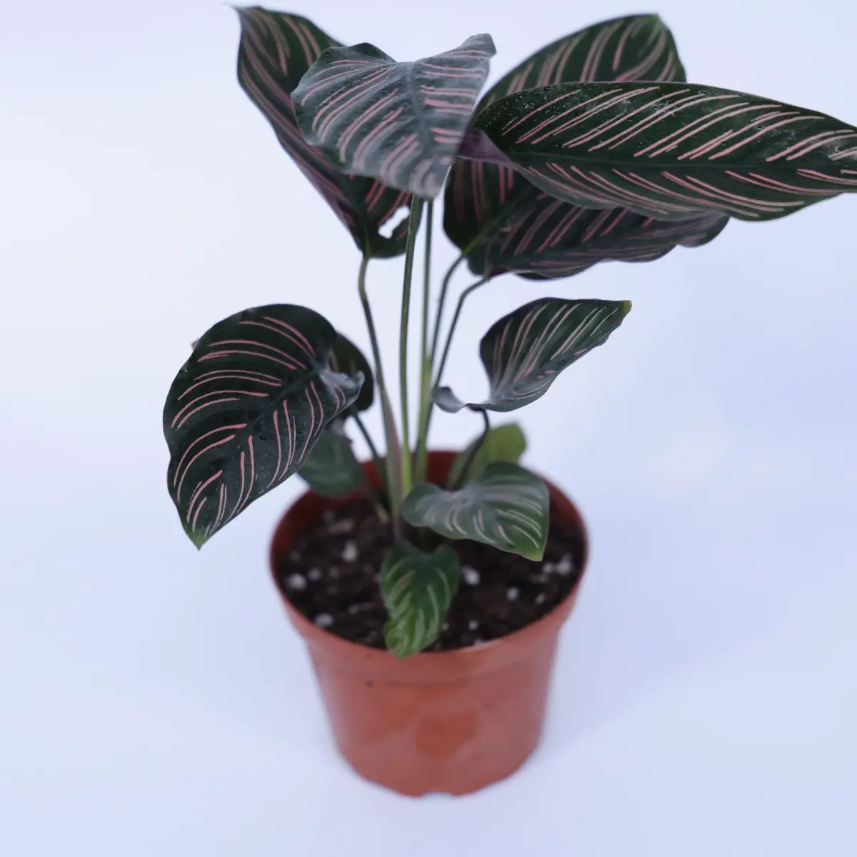 SZF   4CAL001-0   (26)   4''CALATHEA ORNATA (PINK STRIPE) - No pot