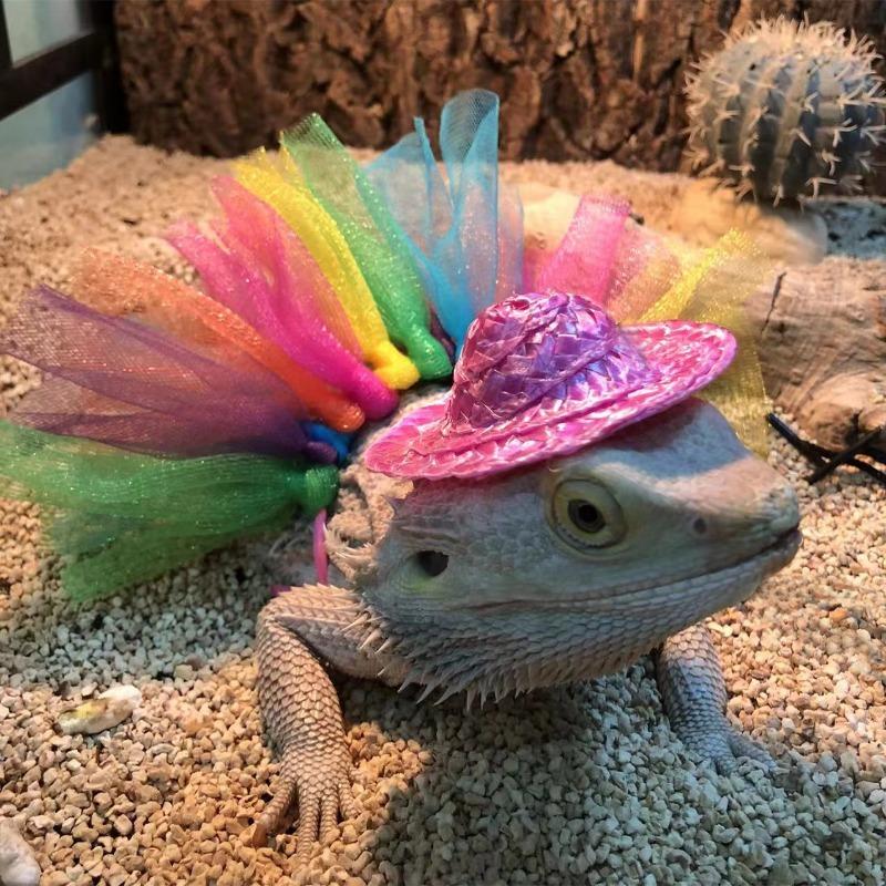 Lizard Costume Reptile Pet Transformation Costume Hat Dress Holiday Gift Chameleon Small Pet Supplies Clothes Cosplay Suit
